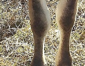 Jersey ineklerin ayak yapısı