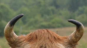 Resim: Jersey Sığır Boynuzları