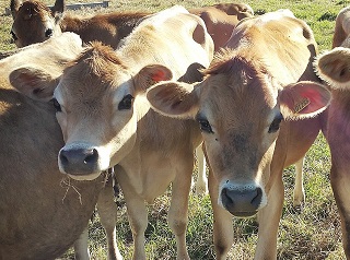 Jersey Sütü veren ineklerin Yavrusu